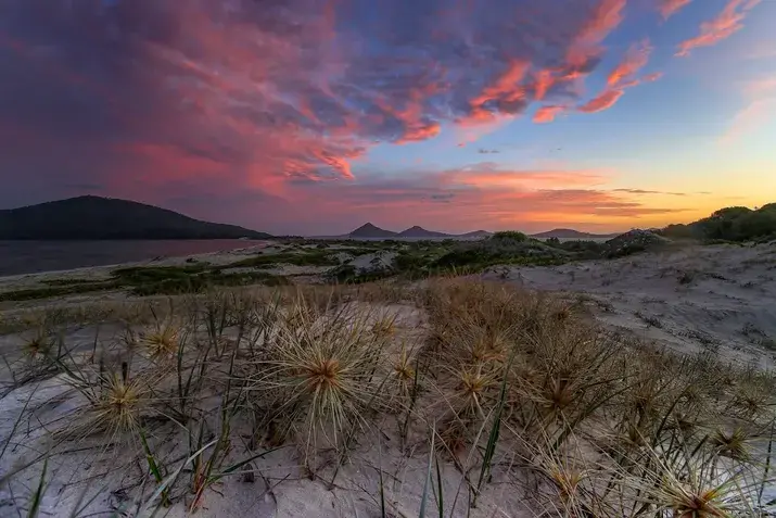 Dune grasses at sunset along the NSW Trips coastal trail, with mountains in the background.