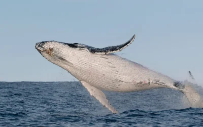Whale Watching Season on the Barrington Coast: Where to Catch the Migration from Pacific Palms