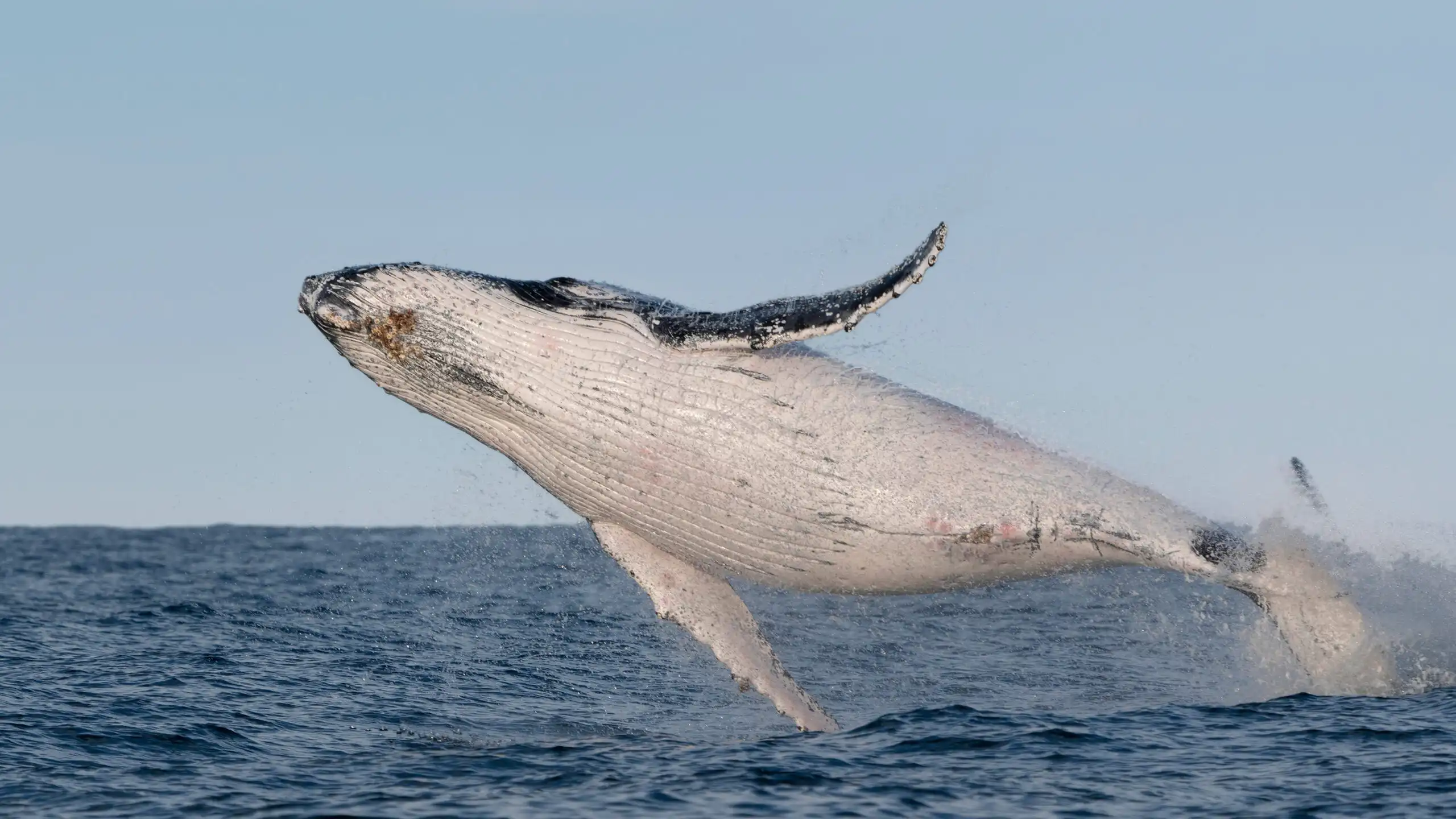 may-2026-whale-watching-barrington-coast Humpback whale breaching off the NSW mid north coast during whale migration season near Forster on the Barrington Coast